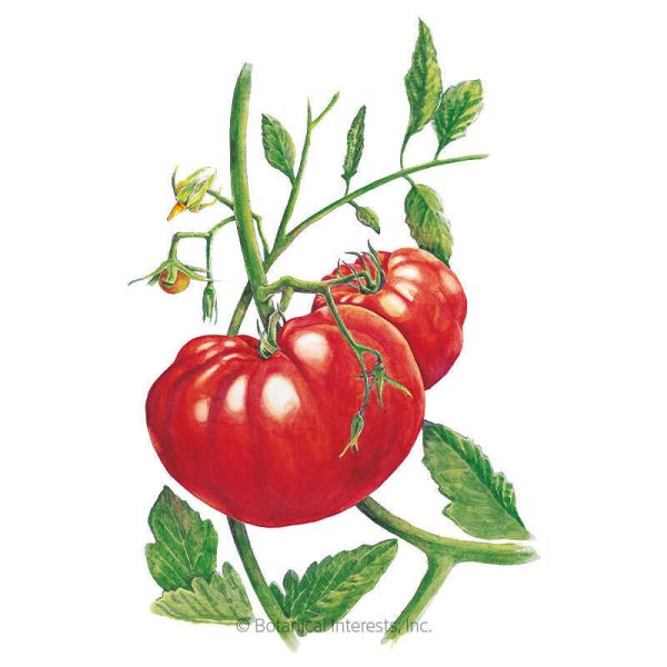 Beefsteak Pole Tomato Seeds on Sale