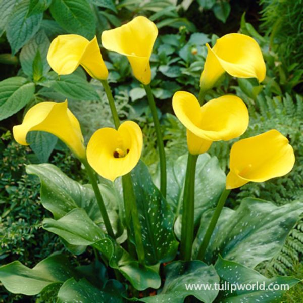 Golden Star Calla Lily Bulbs Fashion - Image 2
