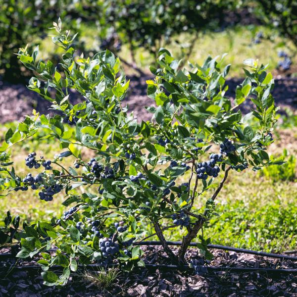 Bluecrop Blueberry Online now - Image 3