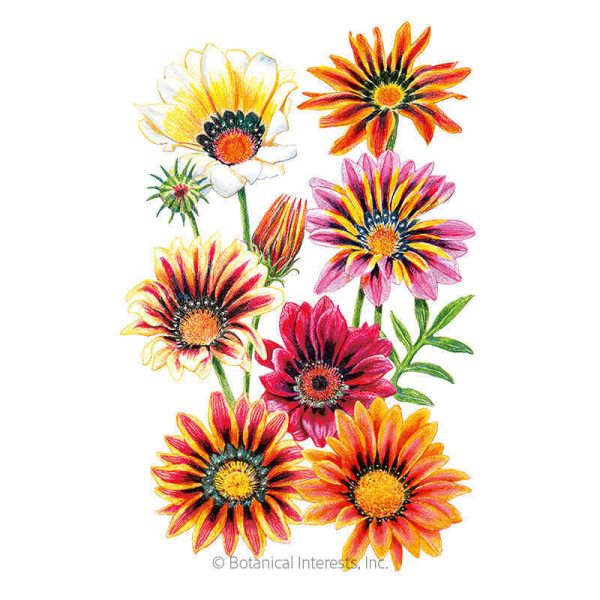 Sunshine Blend Gazania Seeds For Cheap