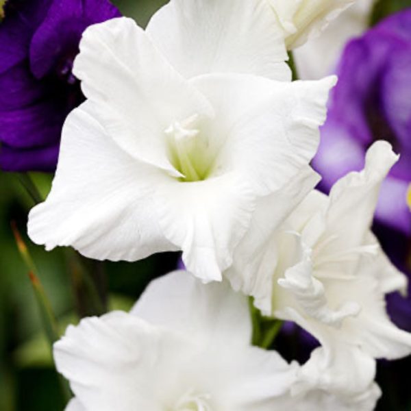 White Prosperity Gladiolus Bulbs Cheap