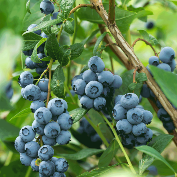 Bluecrop Blueberry Online now