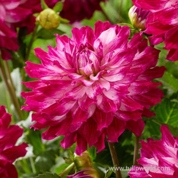 Cloudy Sky Dahlia Bulbs For Discount - Image 2