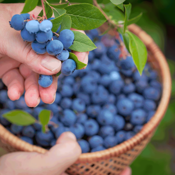 Bluecrop Blueberry Online now - Image 2