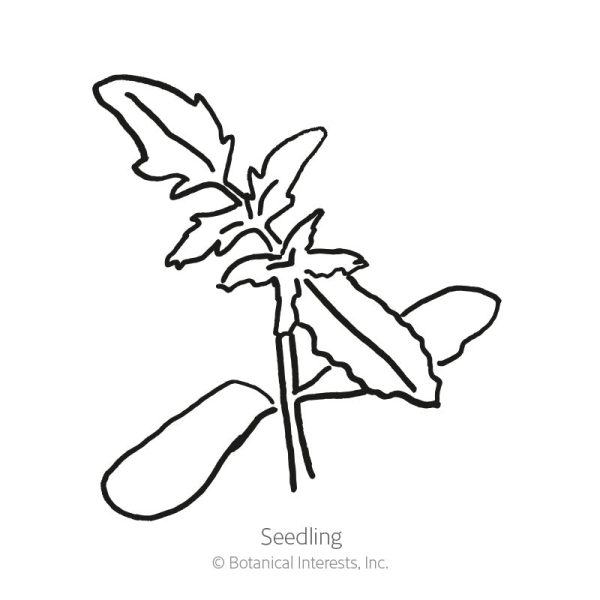Beefsteak Pole Tomato Seeds on Sale - Image 2