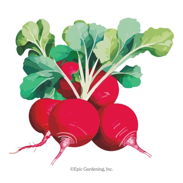 German Giant Radish Online Hot Sale
