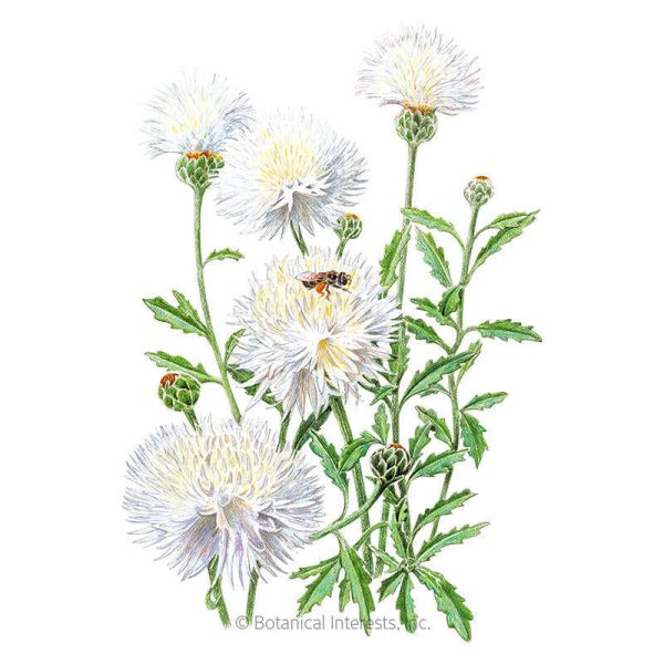 The Bride Bachelor s Button Seeds For Discount